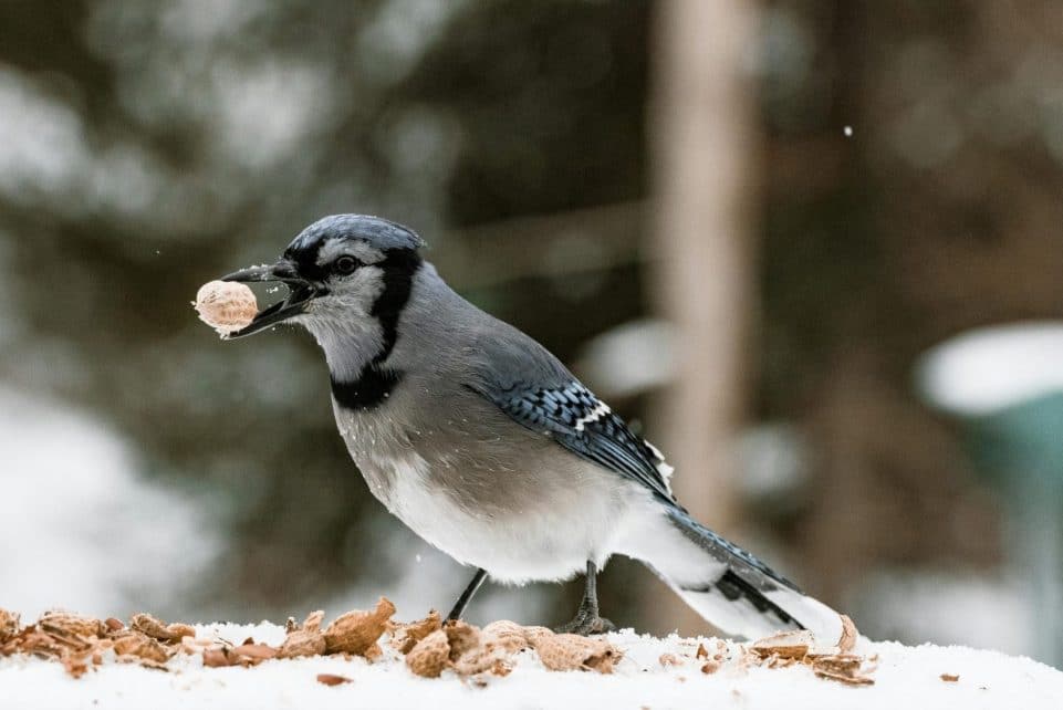 Close-up of a Blue Jay eating a peanut in the snow, showcasing wildlife in winter.
