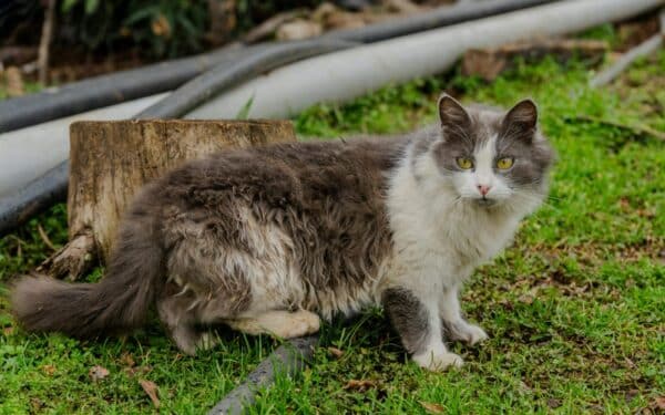 Sodininkų metodas, kuris veikia be chemijos ir be žalos – katės tiesiog nebegrįžta net ir nutirpus sniegui