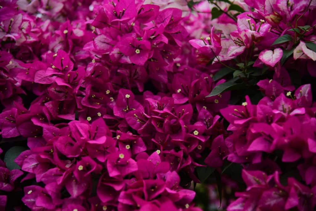 Close-up of bright pink bougainvillea flowers in full bloom, showcasing vibrant colors and lush foliage.