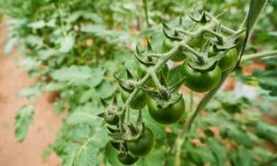 Close-up of green tomatoes on a vine in Chiang Mai garden, Thailand.