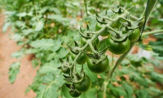 Close-up of green tomatoes on a vine in Chiang Mai garden, Thailand.