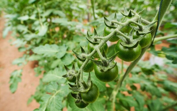 Vienas mažas krūmas duoda 6 kg derliaus: kodėl daržininkai taip giria šios veislės pomidorus?