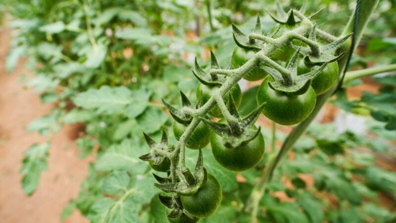 Vienas mažas krūmas duoda 6 kg derliaus: kodėl daržininkai taip giria šios veislės pomidorus?