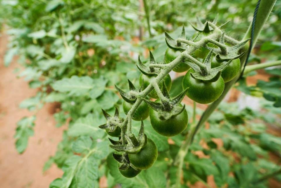 Close-up of green tomatoes on a vine in Chiang Mai garden, Thailand.