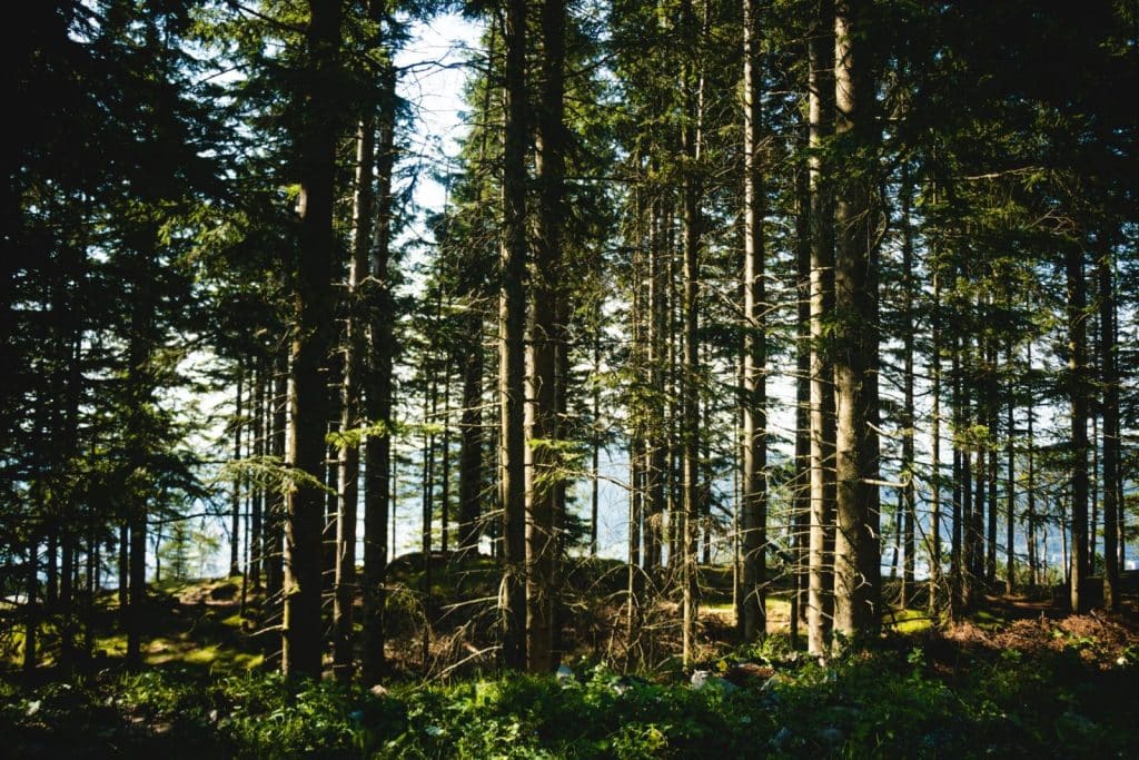 Tranquil forest scene in Bergen, Norway, showcasing tall trees and natural beauty.