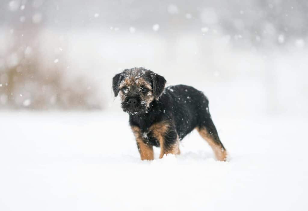 Adorable Border Terrier puppy standing in a snowy winter scene, capturing a cute moment.