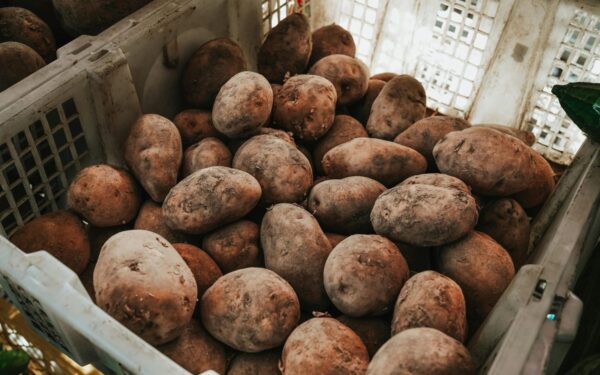 Ši bulvių veislė daržininkams tapo tikru atradimu: pasodinsite 1 kibirą, iškasite net 12