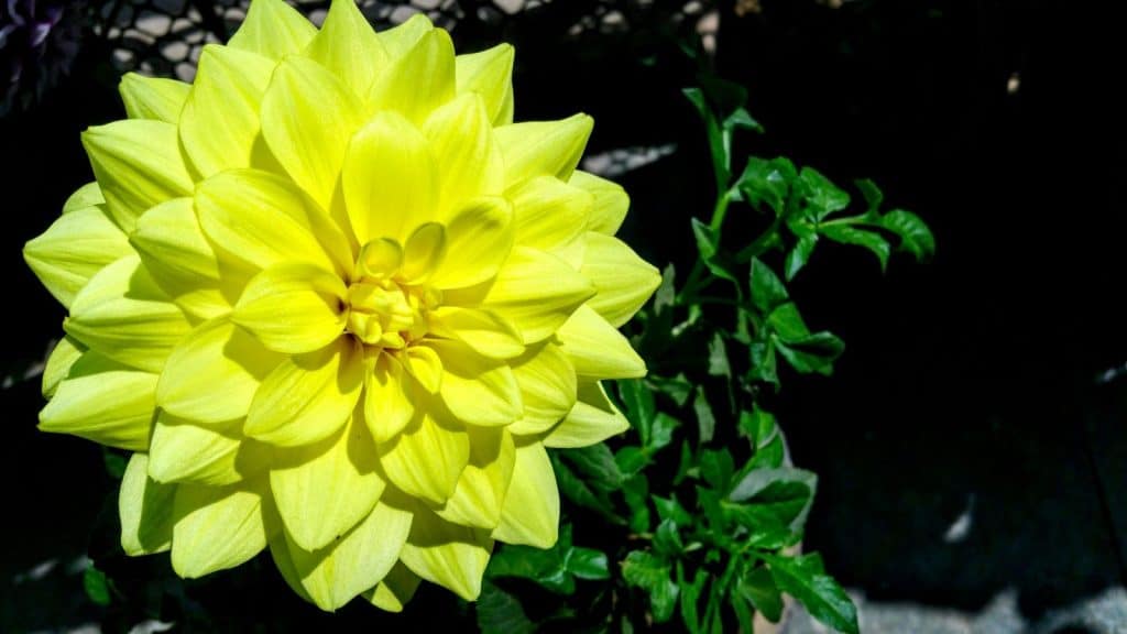 Close-up of a bright yellow dahlia flower basking in the sun, showcasing its vibrant petals and lush leaves.