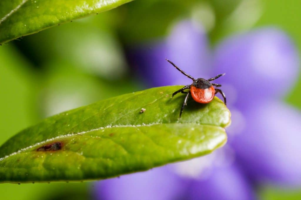 Macro shot of a vibrant red and black tick on a fresh green leaf with blurred purple flowers in the background.