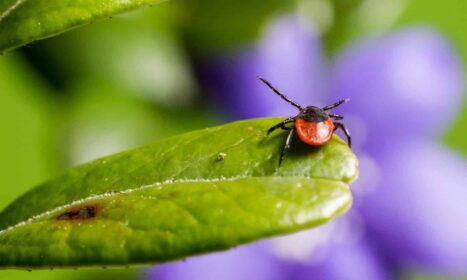 Macro shot of a vibrant red and black tick on a fresh green leaf with blurred purple flowers in the background.