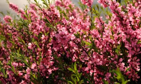 A close-up of pink almond blossoms in full bloom, captured in Budapest, Hungary. Perfect for spring floral themes.