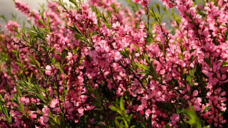 Šis augalas užkariauja lietuvių sodus: pasisodinkite ir turėsite žalią kiemą net ir sausio mėnesį