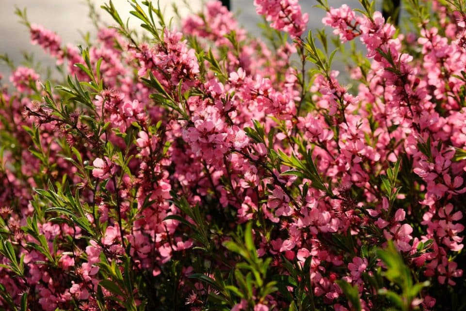 A close-up of pink almond blossoms in full bloom, captured in Budapest, Hungary. Perfect for spring floral themes.