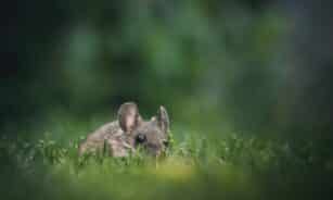 Cute mouse peeking through grass in a lush garden, capturing a sense of curiosity and nature's charm.