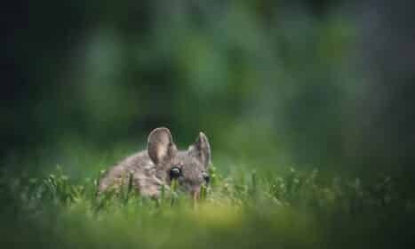 Cute mouse peeking through grass in a lush garden, capturing a sense of curiosity and nature's charm.