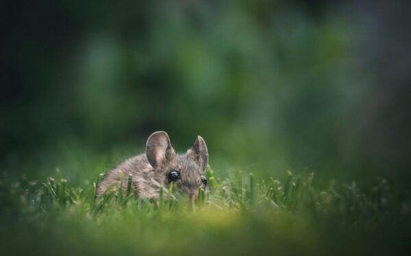 Atsibodo pelės darže? 3 paprastos taisyklės, kurios padės išgelbėti jūsų derlių