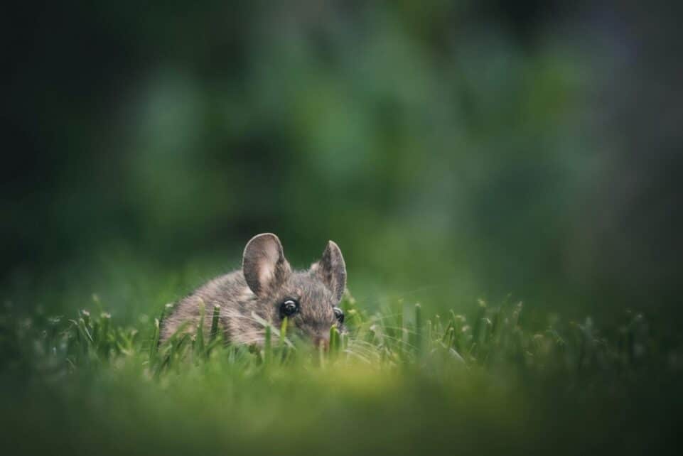 Cute mouse peeking through grass in a lush garden, capturing a sense of curiosity and nature's charm.