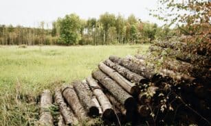 Timber logs stacked up in pile on grassy field against colorful trees and cloudy sky on autumn nasty day in countryside