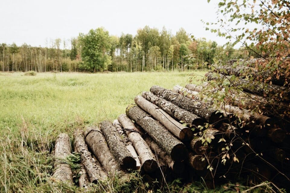 Timber logs stacked up in pile on grassy field against colorful trees and cloudy sky on autumn nasty day in countryside