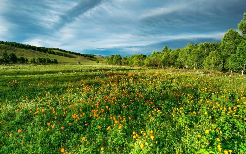 Lush summer meadow with vibrant wildflowers and trees under a dramatic sky.