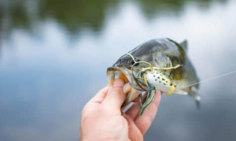 A person holds a largemouth bass with a fishing lure in a tranquil outdoor setting.