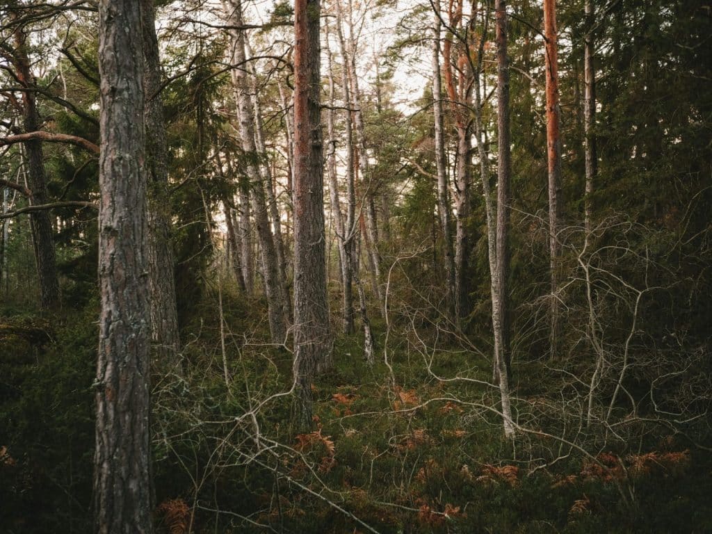 Serene forest landscape with lush greenery in Stockholm County, Sweden.