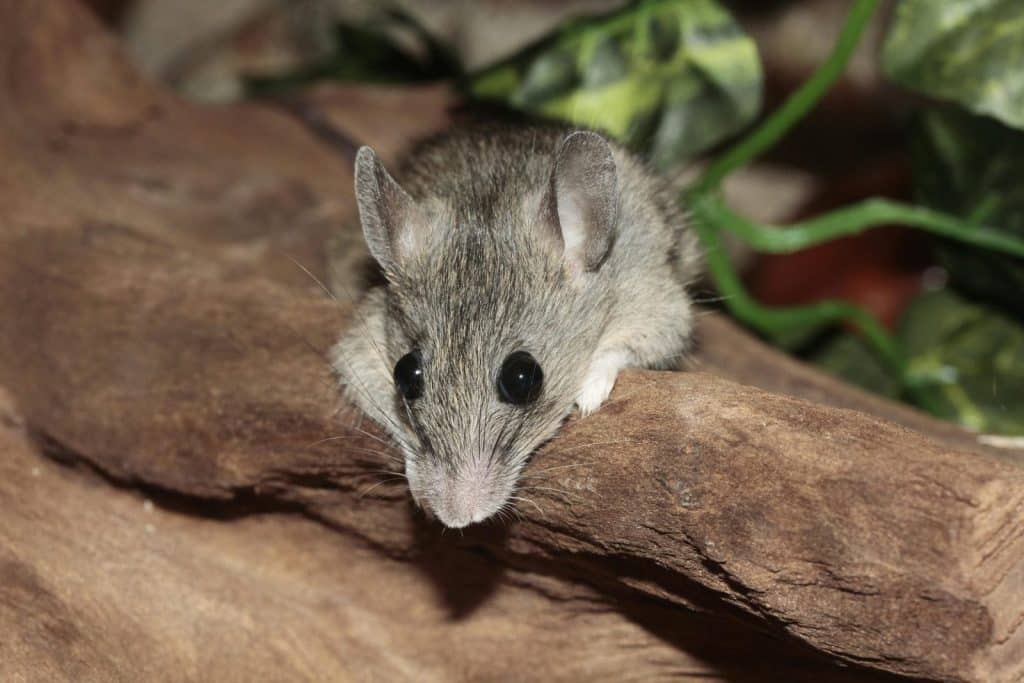 Close-up of a cute mouse on a wooden log with green leaves in the background.