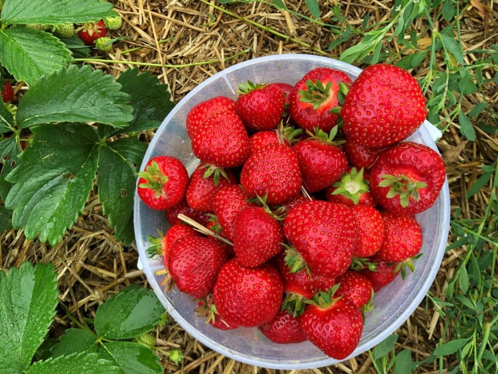 A vibrant bowl of freshly picked strawberries surrounded by lush greenery in a Swedish garden.