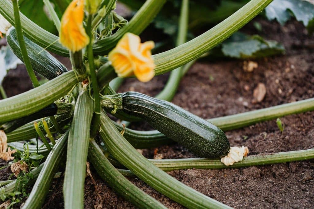 Close-up of a healthy zucchini plant with yellow blossoms growing in fresh soil.