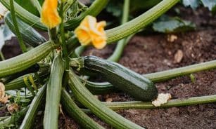 Close-up of a healthy zucchini plant with yellow blossoms growing in fresh soil.