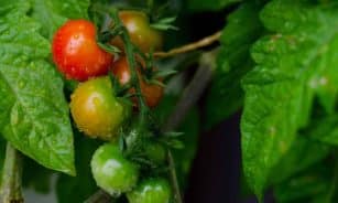 Close-up of cherry tomatoes ripening on the vine with water droplets in a garden setting.