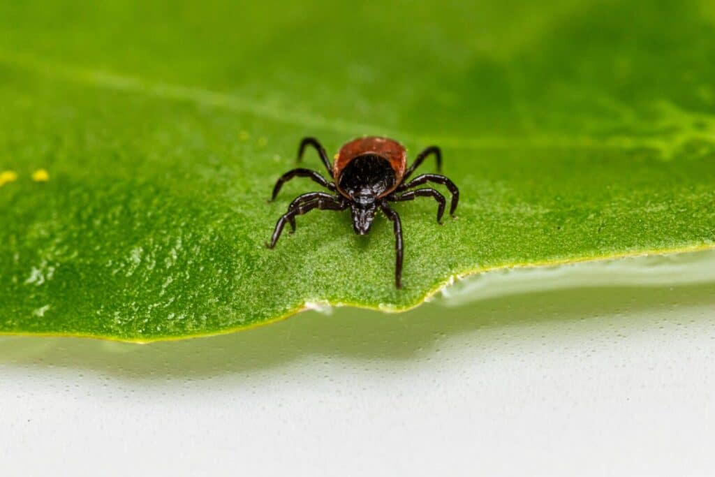 Detailed close-up of a deer tick crawling on a green leaf, emphasizing its role as a disease vector.