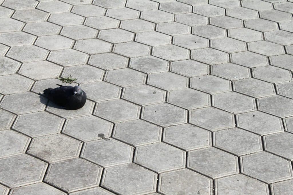 A lone pigeon sits quietly on a hexagonal tiled pathway outdoors.