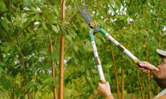 Side view of farmer with pruning shear trimming branches of tree with green leaves in orchard