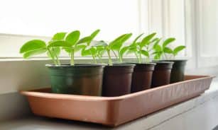 Cucumber seedlings growing in pots on a sunlit windowsill, showcasing organic gardening indoors.