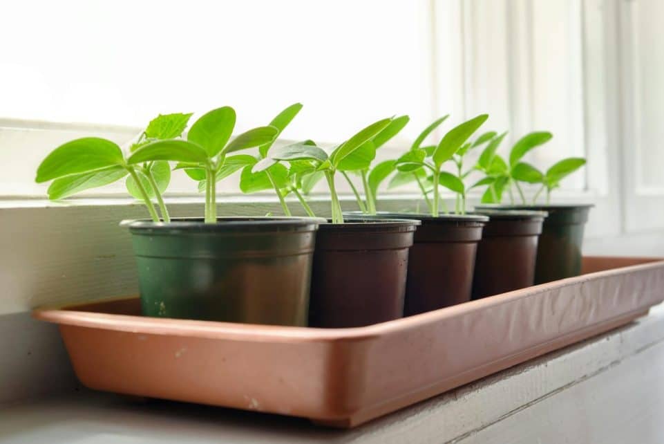 Cucumber seedlings growing in pots on a sunlit windowsill, showcasing organic gardening indoors.