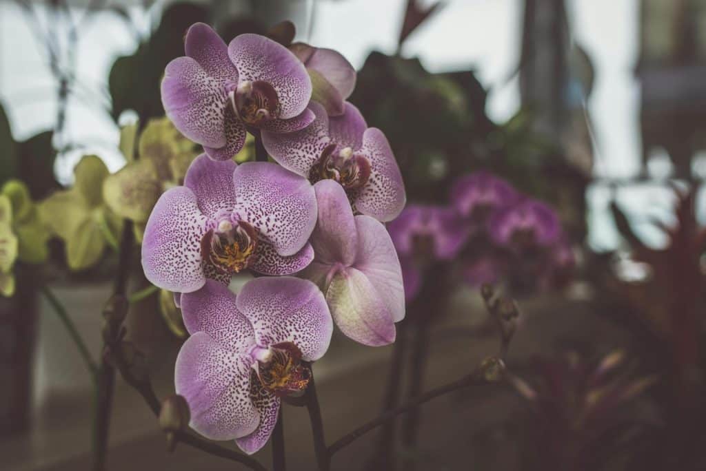 A beautiful close-up of pink orchids in bloom, showcasing nature's elegance.