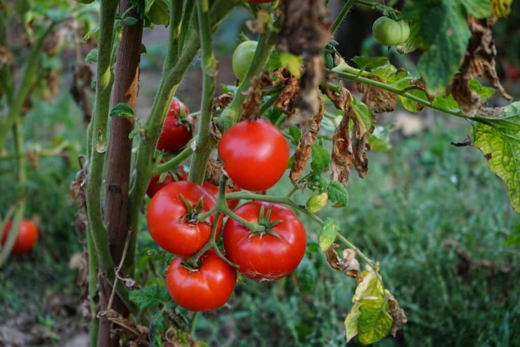 Close-up of ripe red tomatoes hanging on the vine in a garden. Fresh and nutritious.