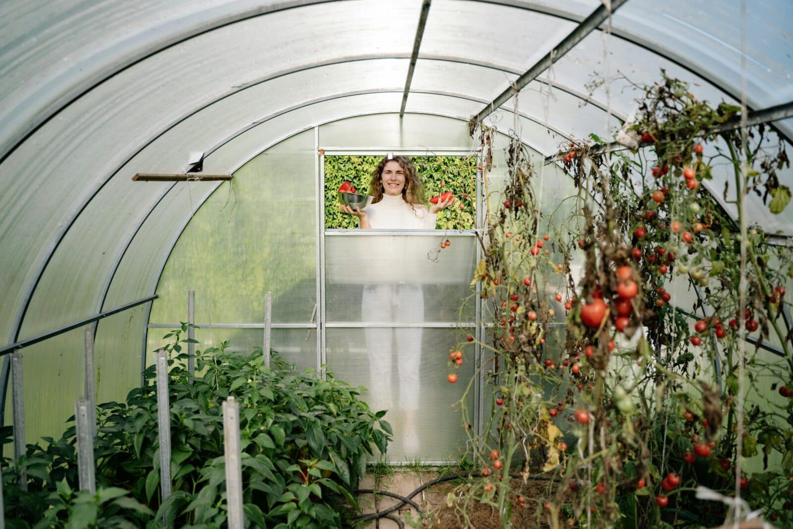 Female gardener holding fresh tomatoes in a greenhouse. Sustainable agriculture and organic gardening.