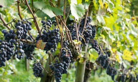 Vibrant vineyard scene with clusters of ripe red grapes hanging amidst green leaves.