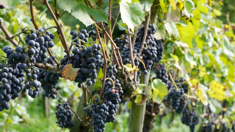 Vynuogių bus tiek, kad kaimynai pavydės: štai kodėl būtina genėti krūmus iki kovo vidurio