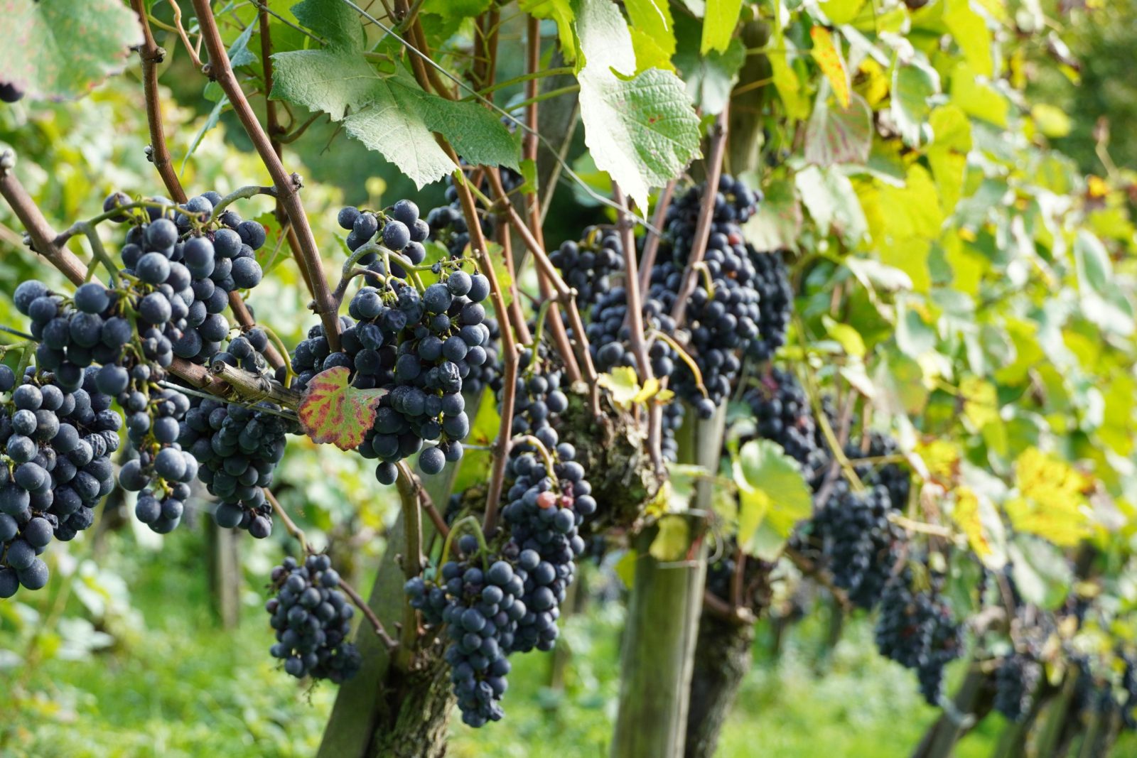 Vynuogių bus tiek, kad kaimynai pavydės: štai kodėl būtina genėti krūmus iki kovo vidurio