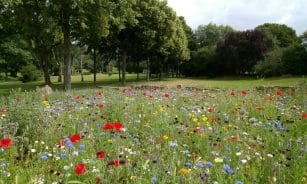 A colorful wildflower meadow in a serene park setting, ideal for spring backgrounds.