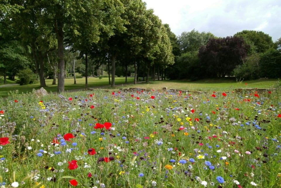 A colorful wildflower meadow in a serene park setting, ideal for spring backgrounds.