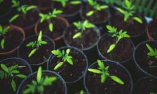 A vivid image of young green plants growing in several pots, symbolizing new growth.