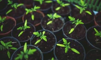 A vivid image of young green plants growing in several pots, symbolizing new growth.