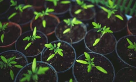 A vivid image of young green plants growing in several pots, symbolizing new growth.