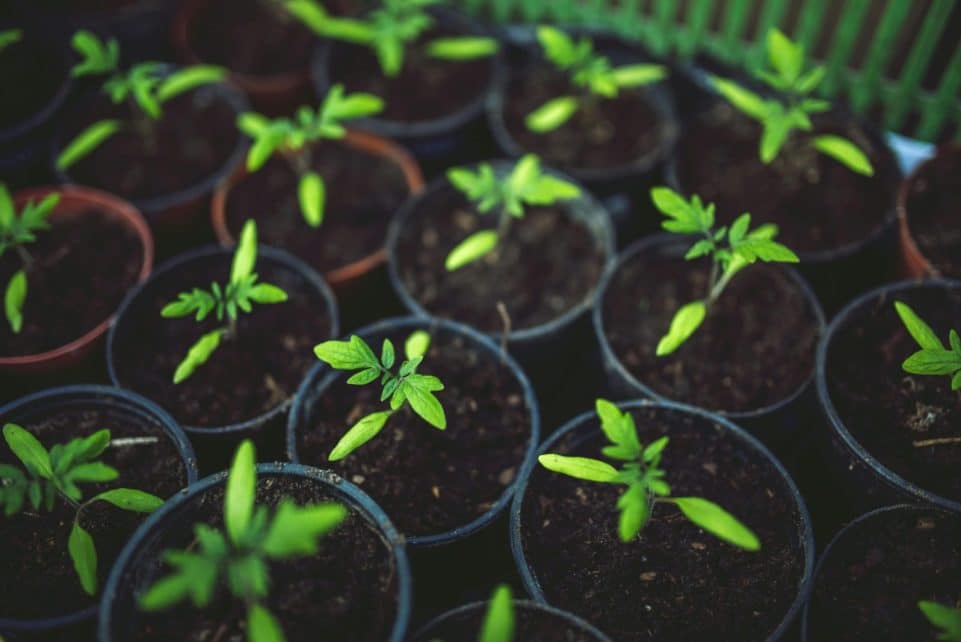 A vivid image of young green plants growing in several pots, symbolizing new growth.