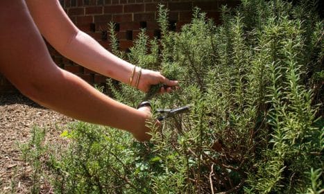 Close-up image of a person harvesting rosemary in the garden with scissors.