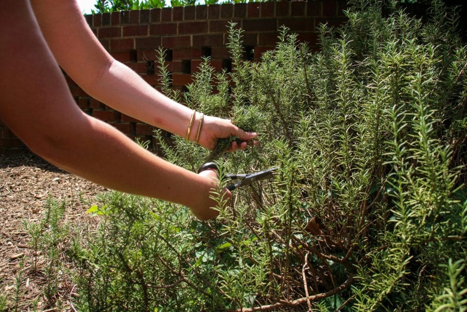 Close-up image of a person harvesting rosemary in the garden with scissors.